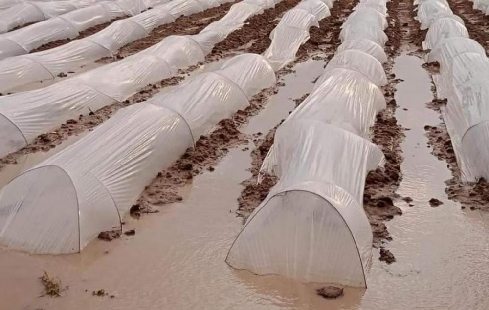 الزراعة توجه إرشادات هامة للمزارعين لتفادي أضرار المنخفضات
