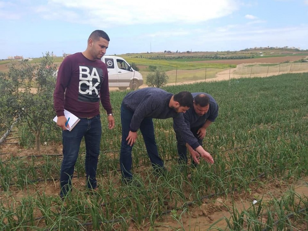 زراعة غزة تنظم زيارات ميدانية لارشاد المزارعين