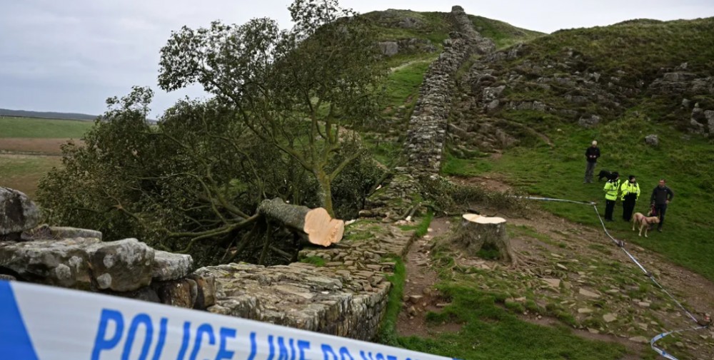 قطع شجرة أثرية و الجاني في قبضة الشرطة