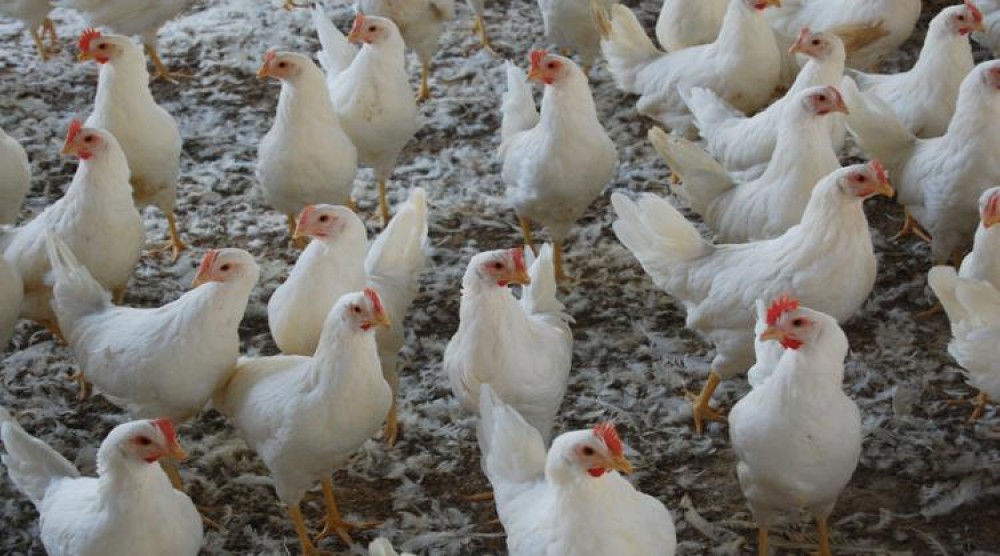 Chickens_2_0
