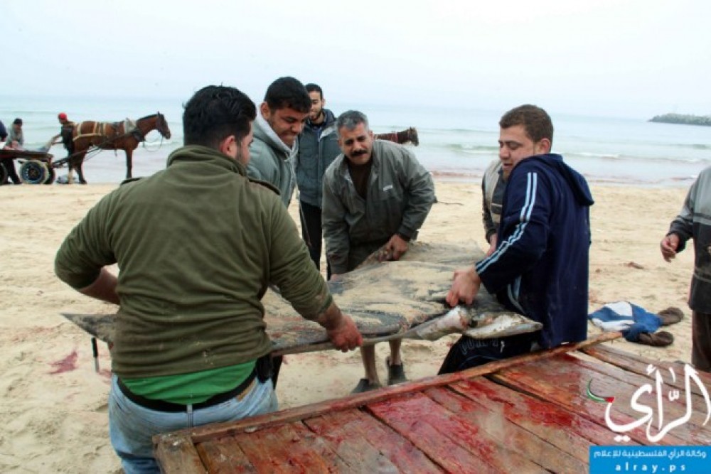 صيادو غزة مع سمك 