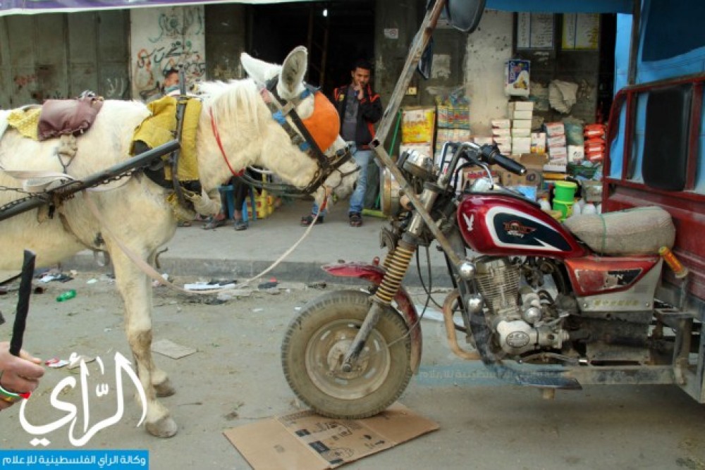 تكتك يواجه حمار 