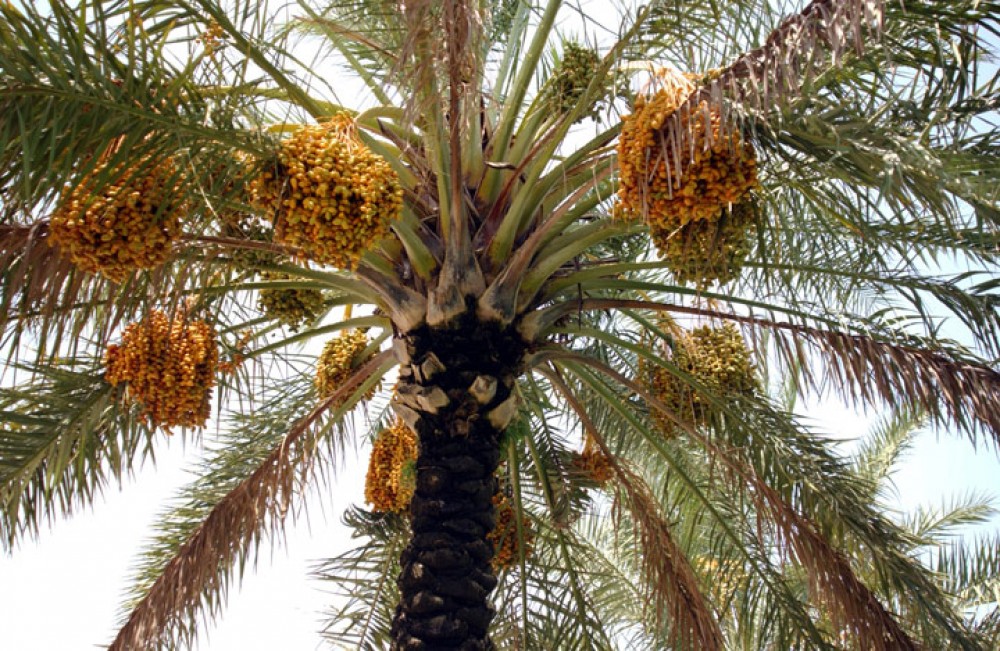 ارشيف