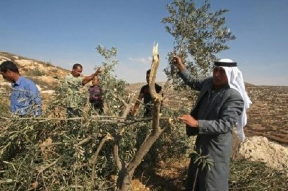 أشجار مقطوعة من قبل المستوطنين