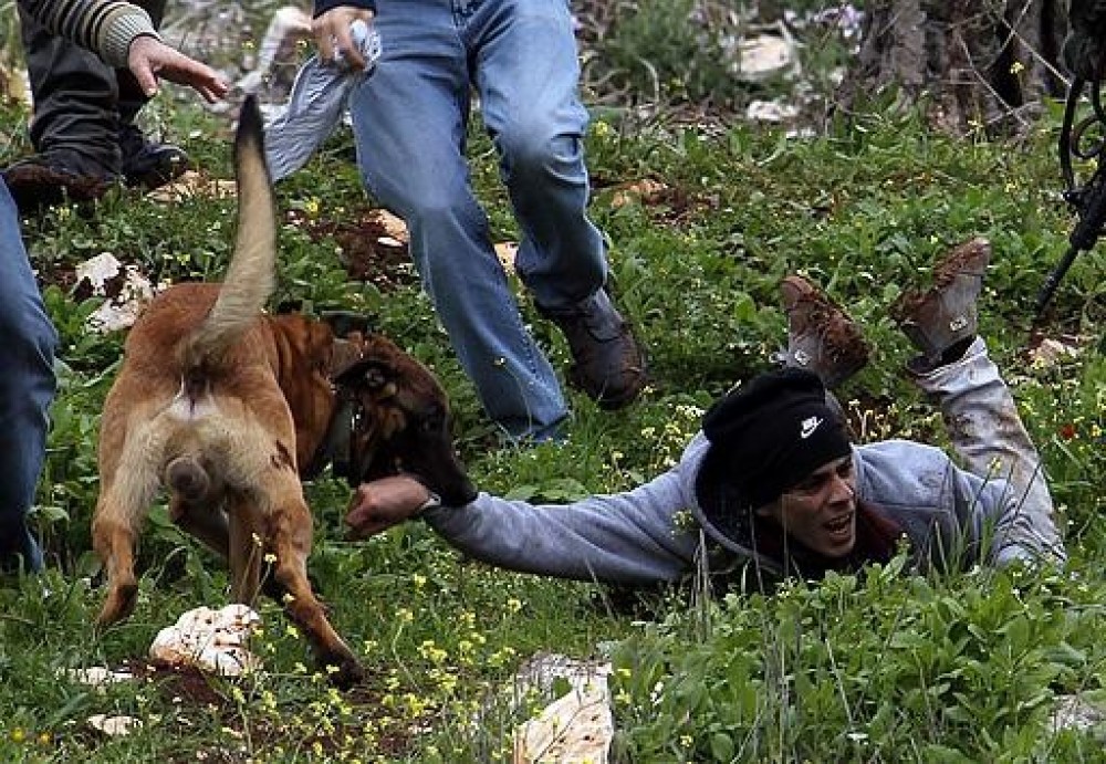 صورة أرشيفية
