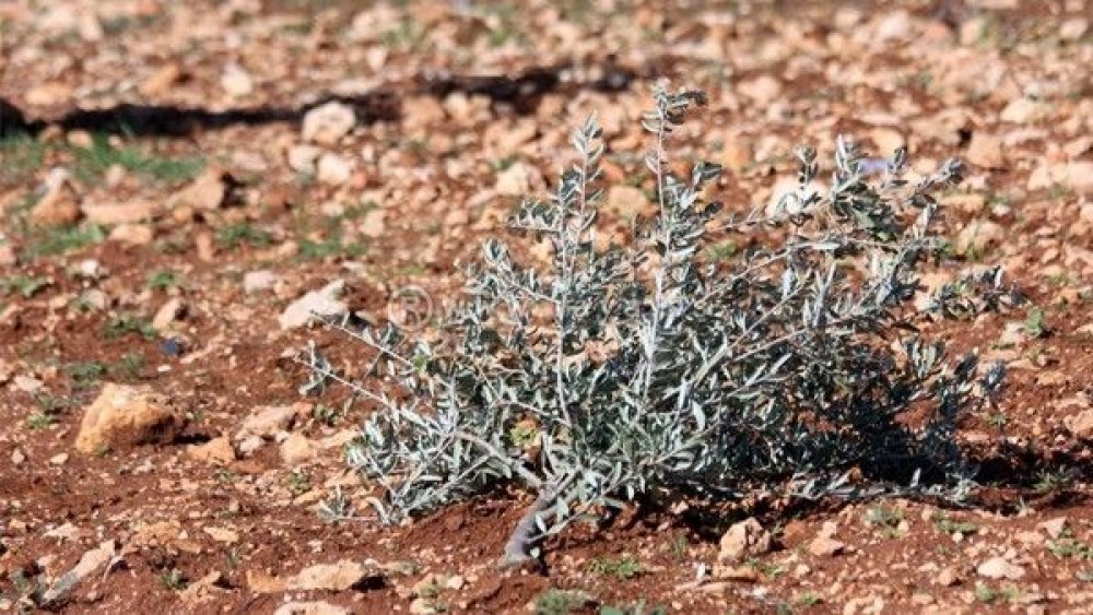 صورة توضيحية 