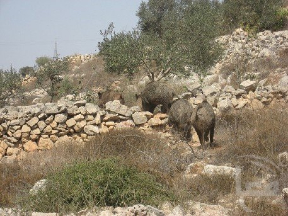 خنازير المستوطنين 