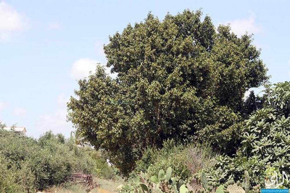 شجرة الجميز