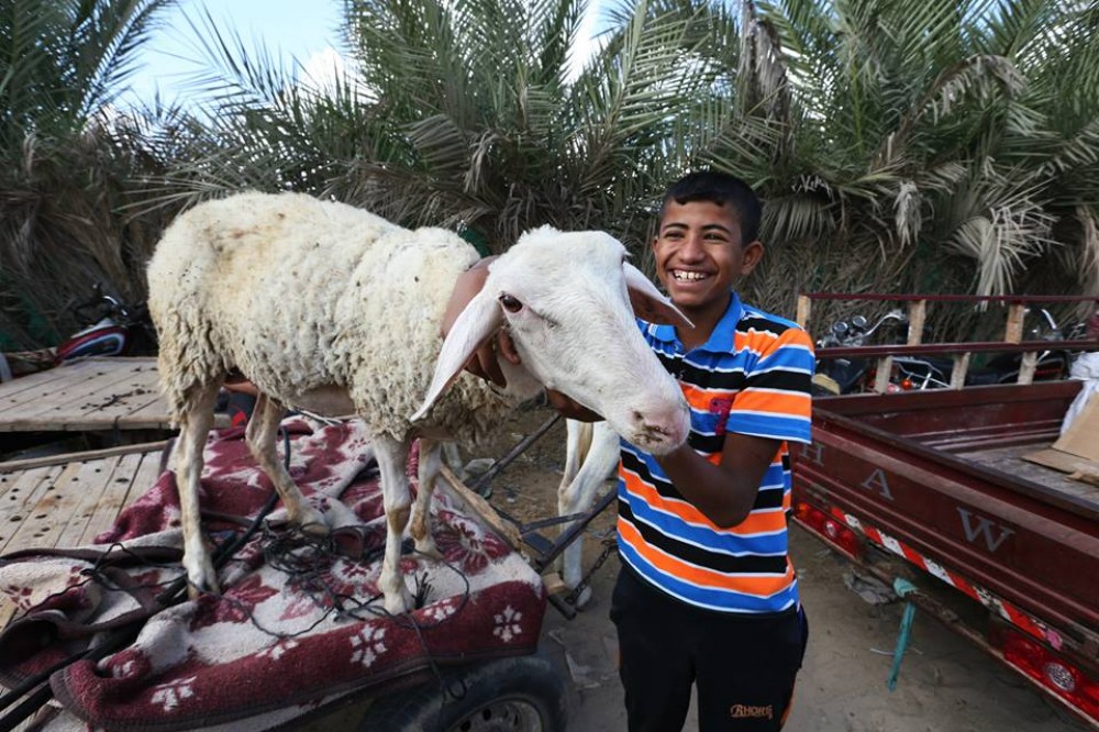 سوق الأضاحي في غزة