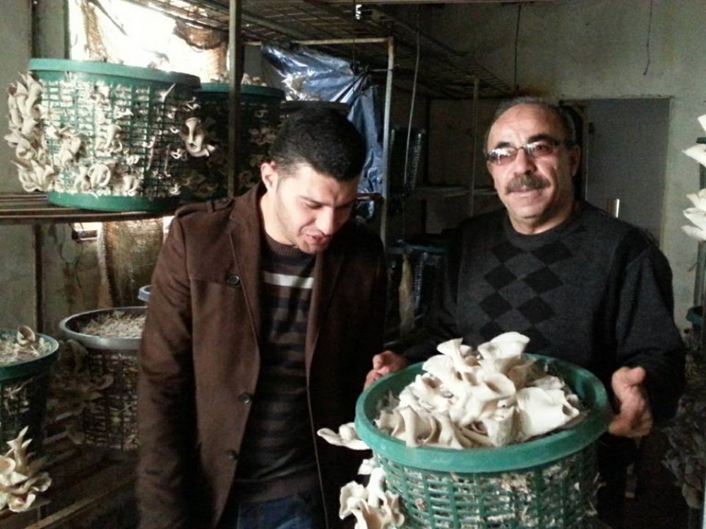 فطر عيش الغراب