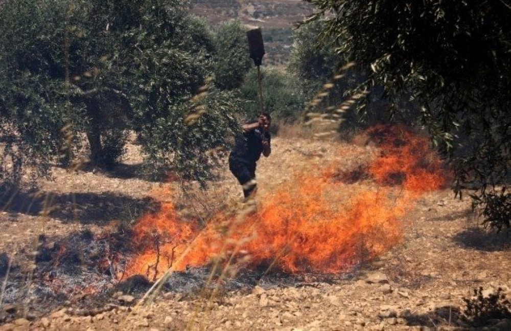 مستوطنون يحرقون أِشجار زيتون بالضفة 