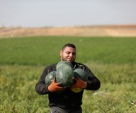 قطف فاكهة البطيخ من إحدى مزارع شمال قطاع غزة/تصوير: عطية درويش