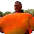 صياد يصطاد سمكة ذهبية تزن 30 كيلوغراما