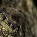 اكتشاف خمسة فيروسات جديدة في الخفافيش