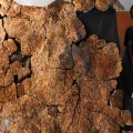 العثور عن آثار أحفورية لواحدة من أكبر السلاحف في تاريخ الأرض