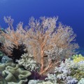 اكتشاف هام عن فترة سبات المرجان في فصل الشتاء!