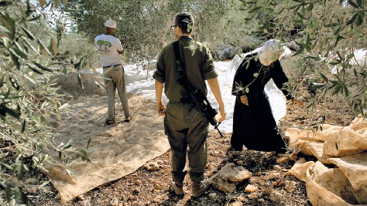 The olive harvest in West Bank in light of Israeli settlers' attacks
