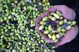Gaza Olive Harvest Resumes Despite Israeli Border Threats