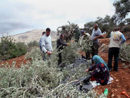 Palestine’s dead olive trees show Israel’s cruel design