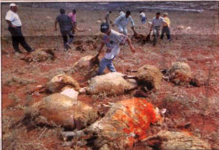 Settlers dump toxins on Palestinian lands near Salfit