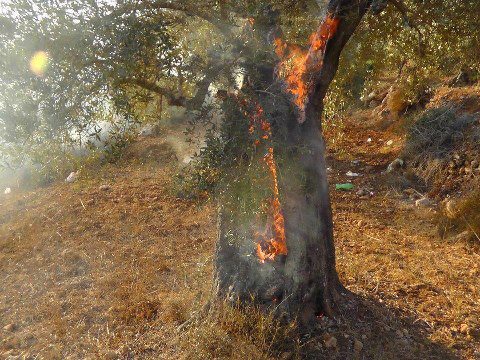 Fire rips through Palestinian lands in West Bank