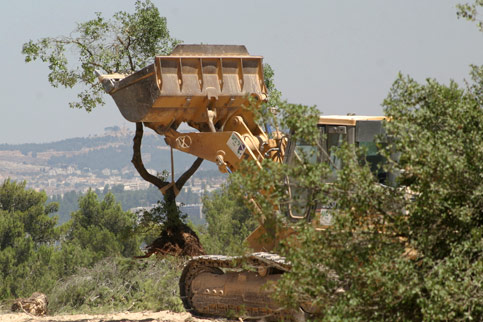 Israeli settlers uproot dozens of olive trees near Ramallah