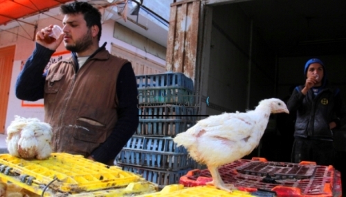 Palestinian  government: chicken crisis to end soon