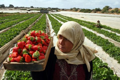 Havoc for Gaza strawberry growers amid storms and siege